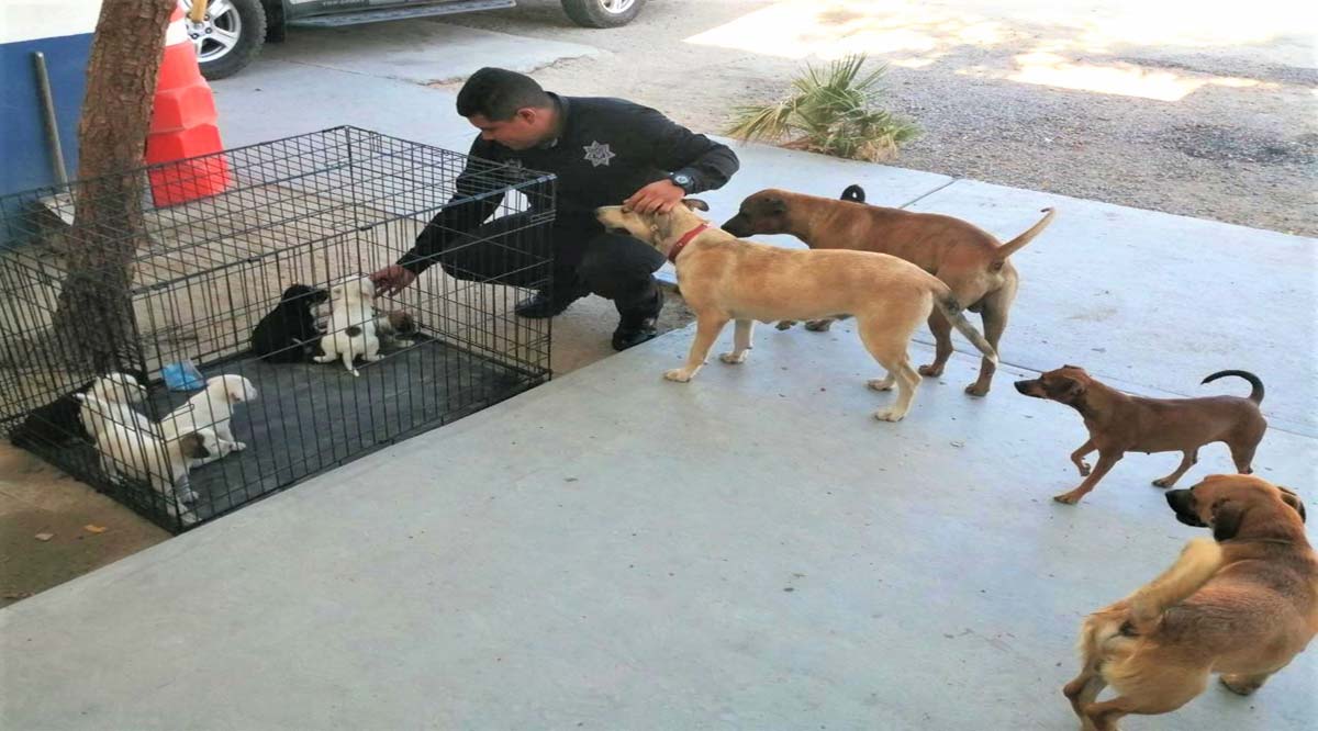 Reportan en La Paz más de un caso diario en promedio por maltrato animal