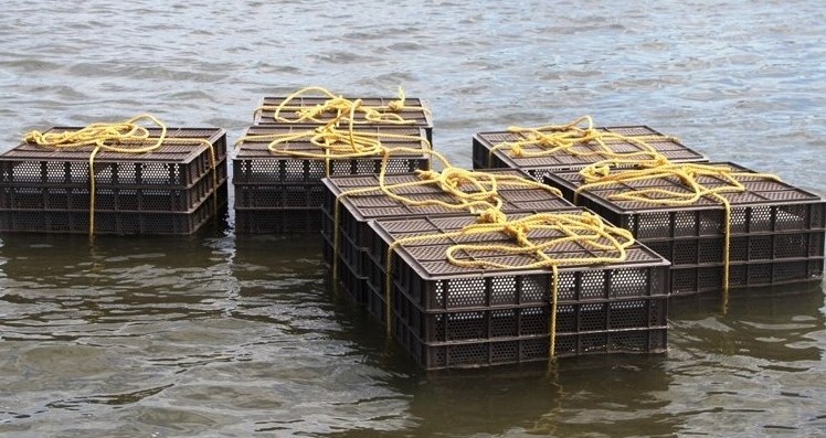 Impulsan certificación sanitaria de cuerpos de agua en BCS