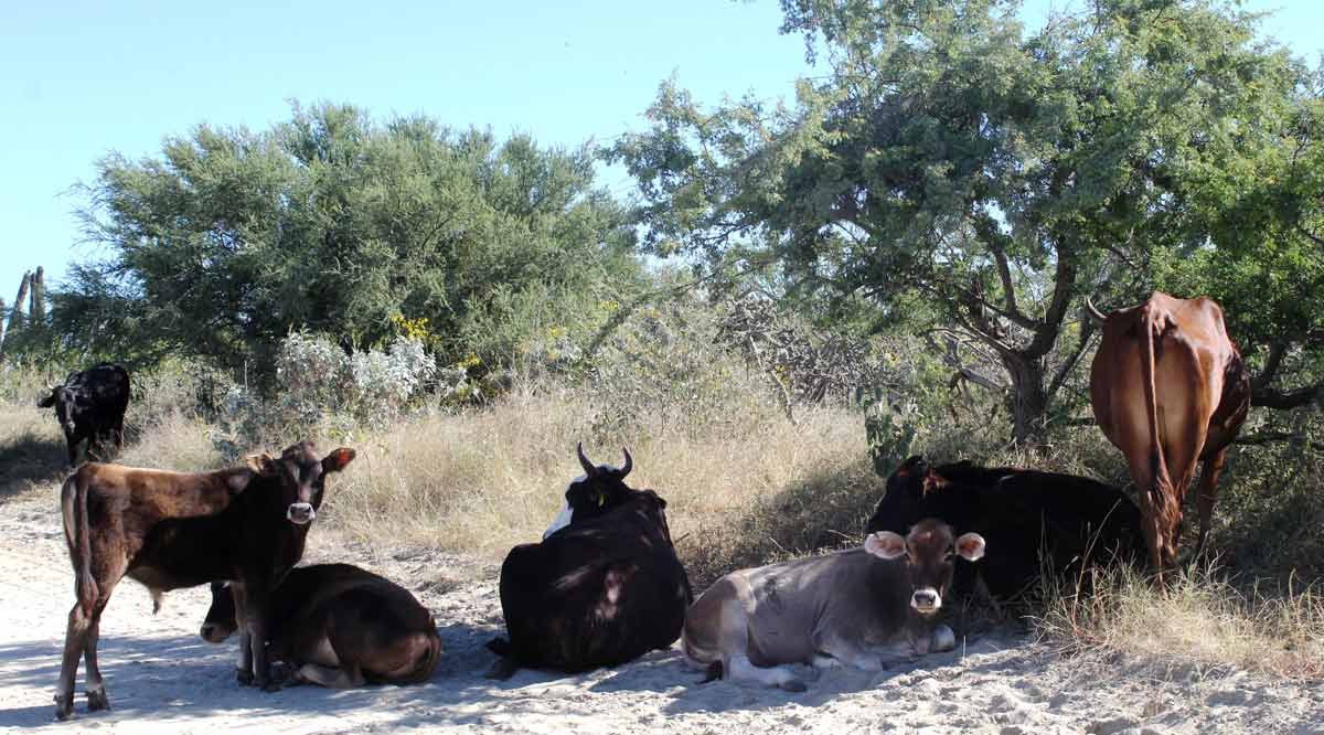 Cuenta BCS con 350 mil cabezas de ganado caprino, bovino y ovino