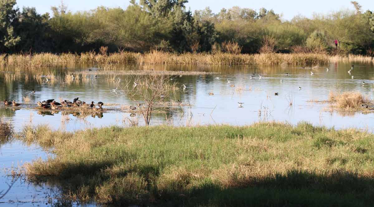 Presentarán guía con información de 110 especies de aves registradas en el Ecoparque de la Juventud