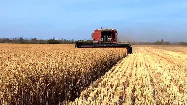 Estiman producirán 27 mil toneladas de trigo en Comondú