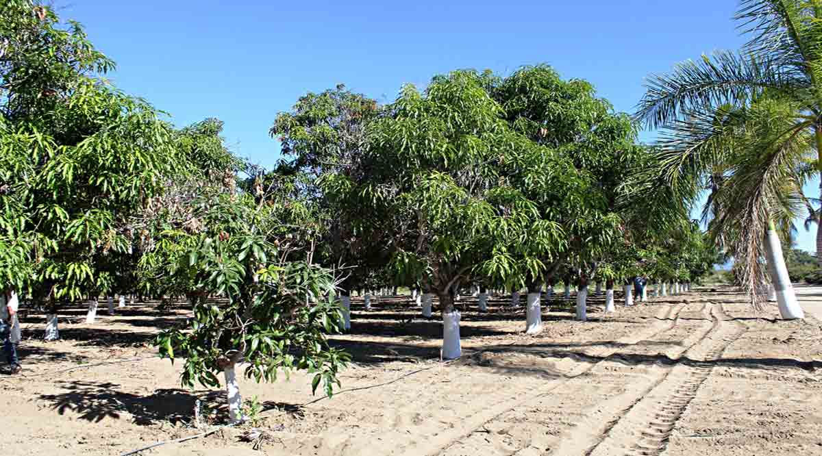 Entregará gobierno de Los Cabos 3mdp en fertilizante a productores de mango