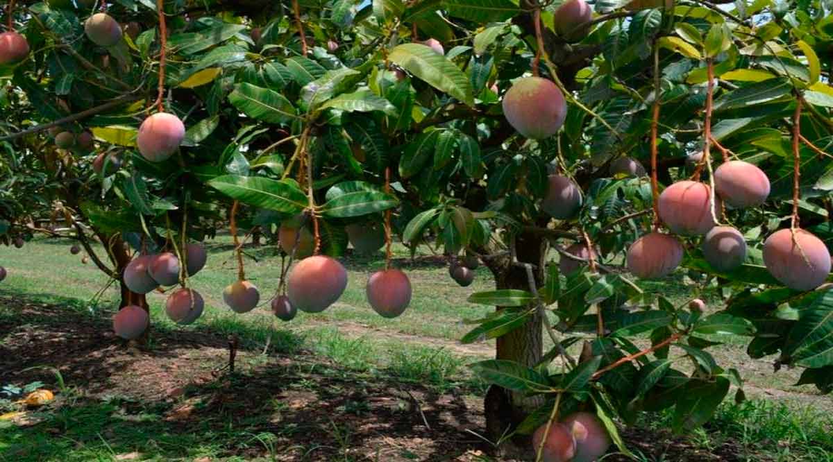 Impulsarán a productores de mango en Los Cabos Impulsarán a productores de mango en Los Cabos