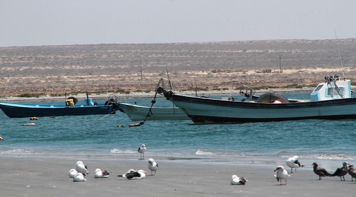 Por iniciar la renovación del padrón para el programa Seguro de Vida a Pescadores en BCS