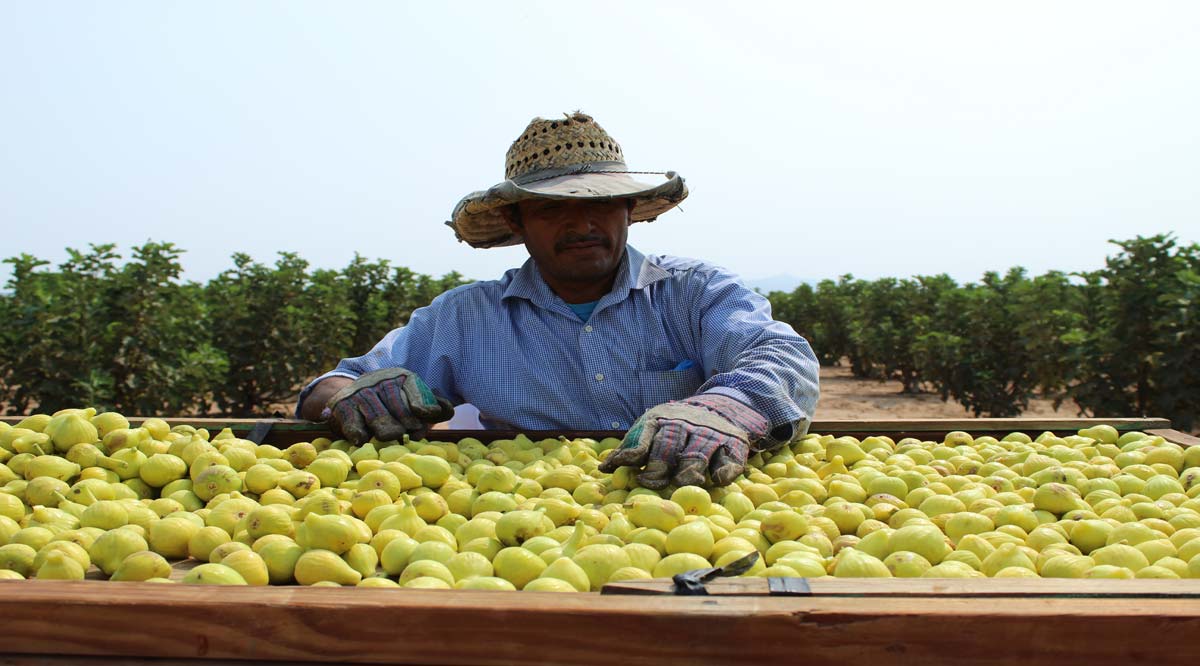 Invertirá cerca de 170 mdp el gobierno de BCS en el sector primario