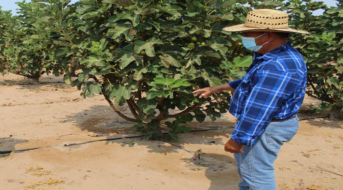 A favor del sector primario de BCS se invertirán 1,256 mdp