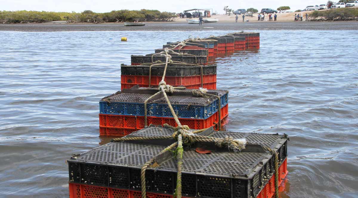Entregan 8 permisos en apoyo a pequeños productores pesqueros de Comondú
