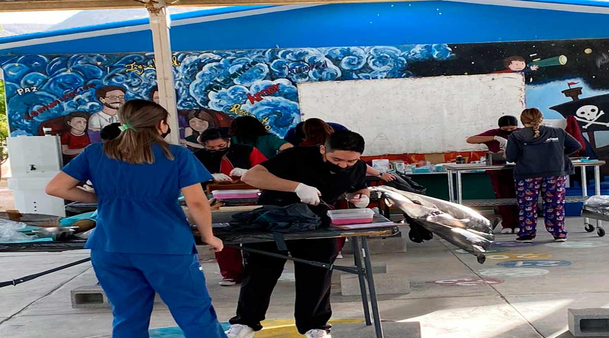 Esterilizaron 101 perros y gatos en La Paz