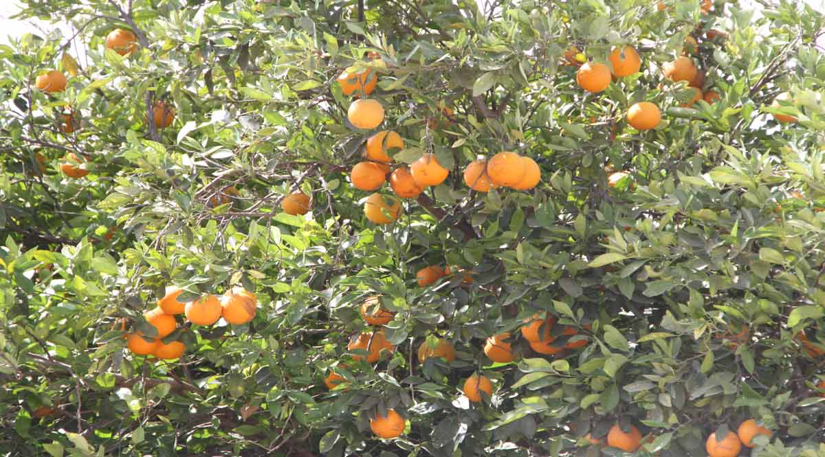 Se estiman producirán 70 mil toneladas de naranja en BCS este año