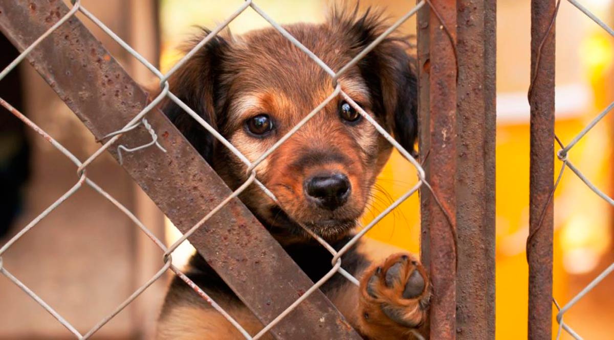 Buscan actualizar Ley de Protección de Animales en BCS