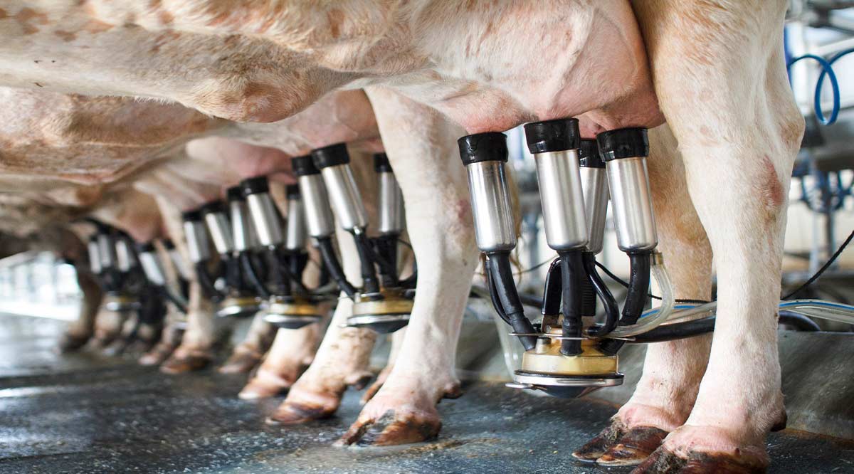 Produce BCS al año 34 millones de litros de leche