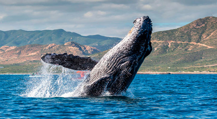 Llevarán a niños de comunidades rurales de Los Cabos a un paseo para avistamiento de ballenas