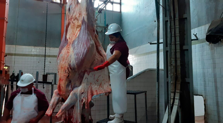 Se producen en BCS más de 5,600 toneladas de carne de bovino al año