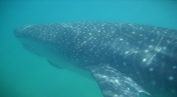 Embarcaciones sin autorización e incumplir condicionantes, principales problemas que enfrenta el tiburón ballena