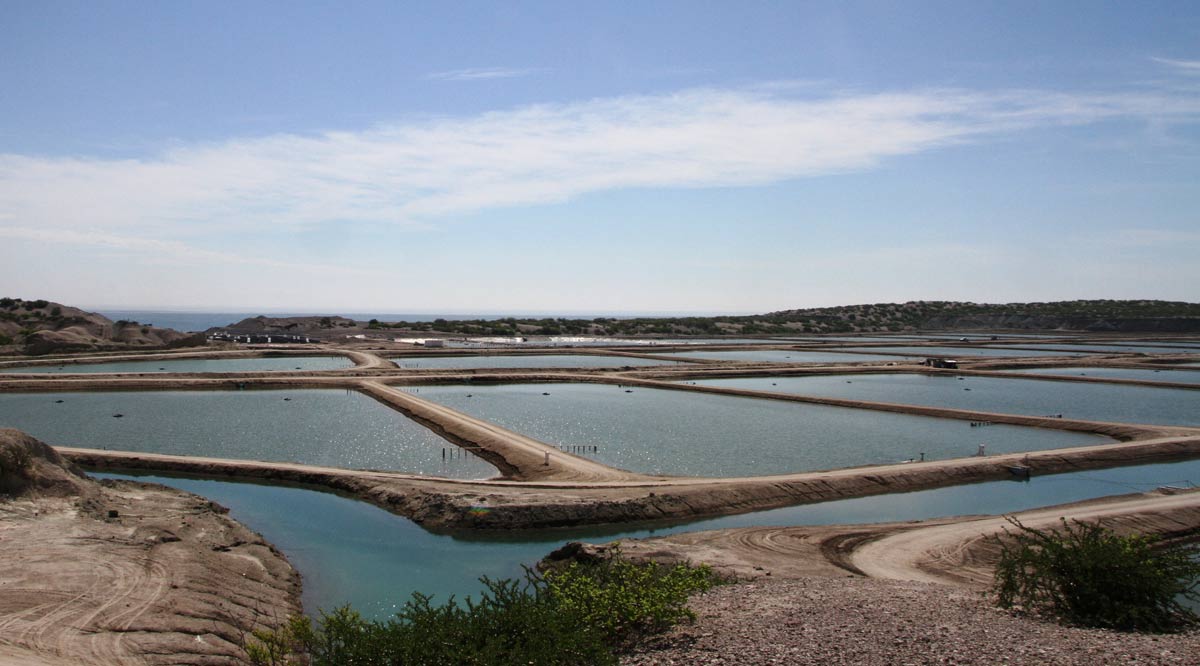 Destina gobierno de BCS más de 70 mdp en pesca y acuacultura