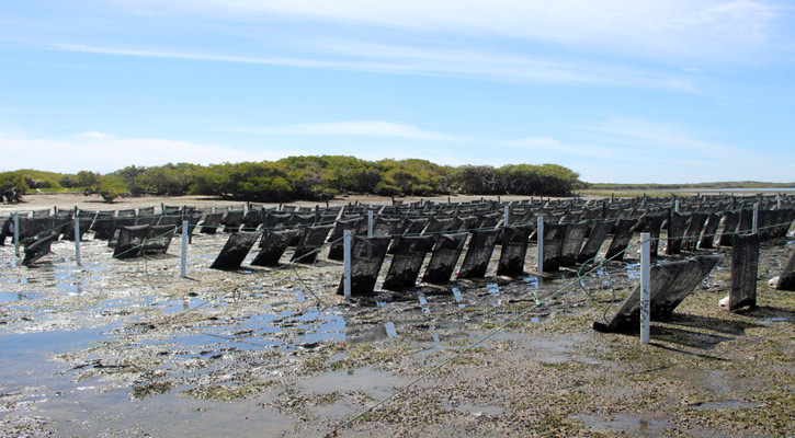 Lanzarán programa de Apoyo por Contingencias Climatológicas en BCS Lanzarán programa de Apoyo por Contingencias Climatológicas en BCS