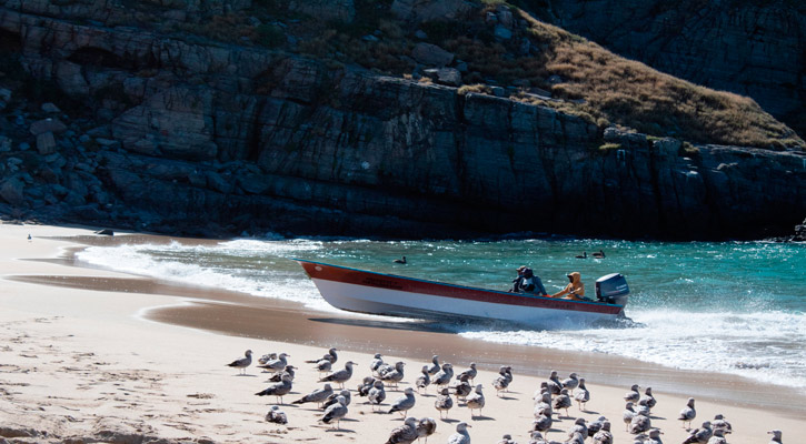 Extienden plazo de reinscripción al programa de seguro de vida a pescadores en BCS