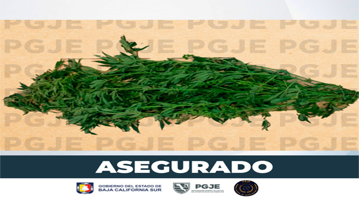 Aseguran planta de marihuana en La Paz