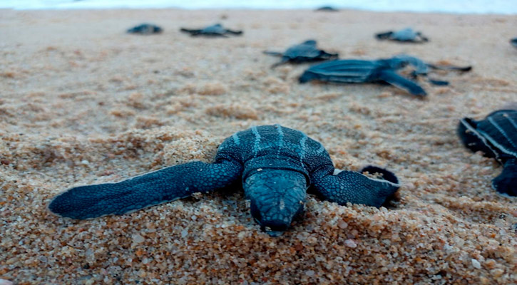 Campamento “Manuel Orantes” es el único autorizado en el aprovechamiento no extractivo para el manejo y conservación de tortuga