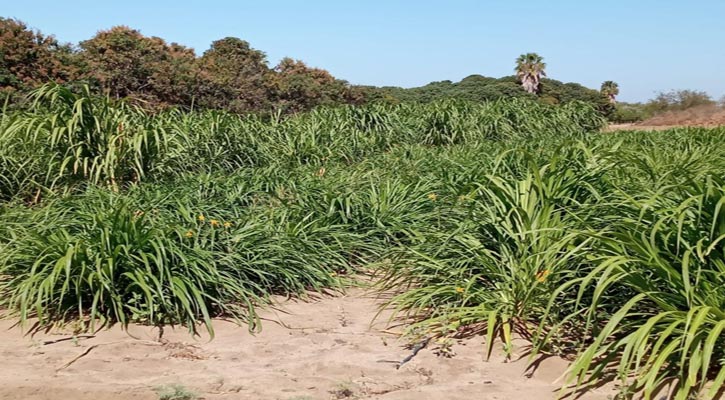 Establecen parcela experimental para producción de forraje para el ganado en BCS