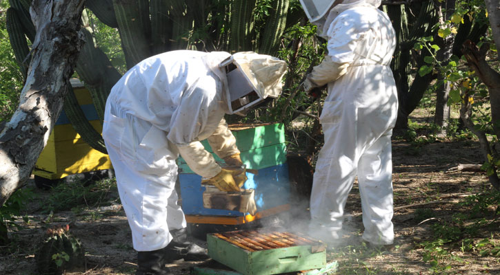 Genera BCS 219 toneladas de miel con valor de producción de 24 mdp