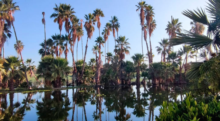 Intensificarán la vigilancia en el Estero de San José del Cabo