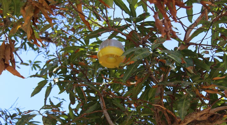 Conserva BCS su estatus de zona libre de la mosca de la fruta