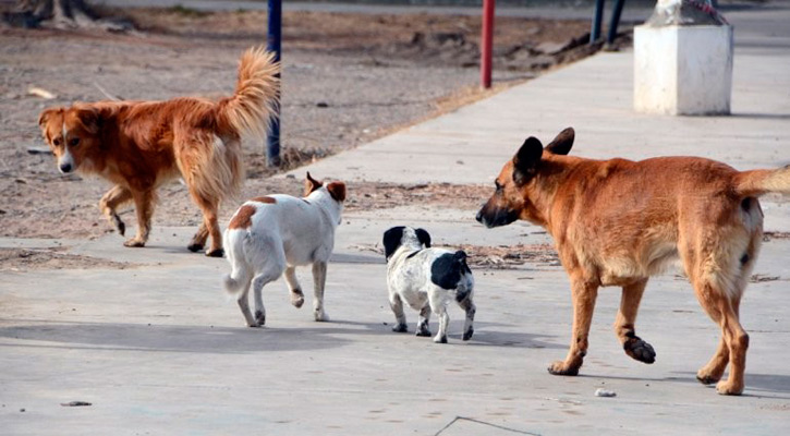 Cuando se acude a recoger perros callejeros, les aparecen dueños