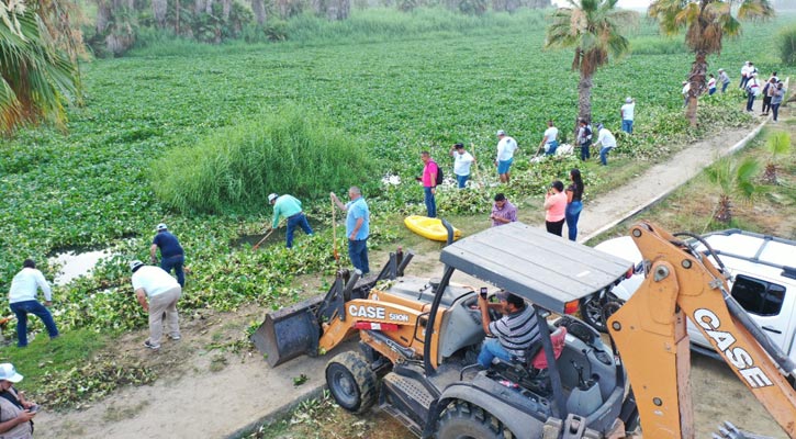 Inició el retiro de lirio acuático en el Estero de SJC