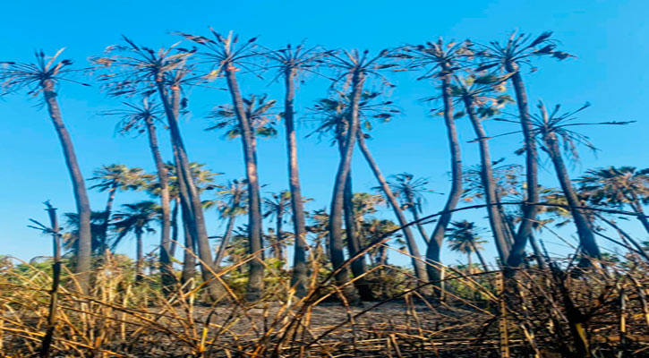 Se quemaron en el palmar de Santa Rosa alrededor de 10 hectáreas 