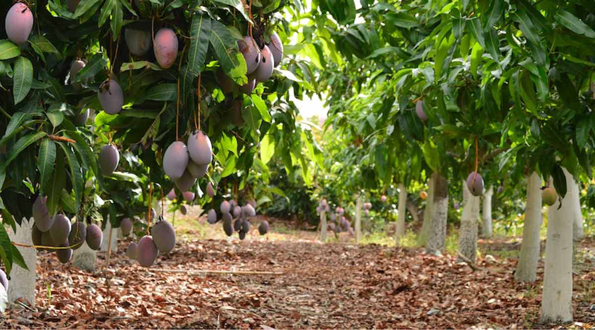 Plan emergente de Sepada contra la mosca de la fruta
