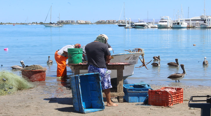 Apoyan con hasta 100 mil pesos a los familiares de pescadores en caso de fallecimiento en BCS