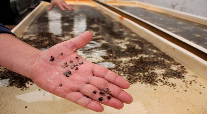 Entregó la UABCS 1 millón de semillas de ostión a productores de Comondú