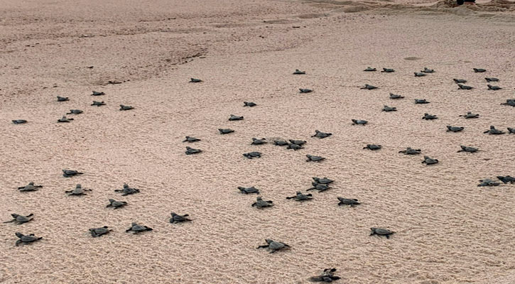 Se han protegido a la fecha 30 nidos de tortuga en Los Cabos
