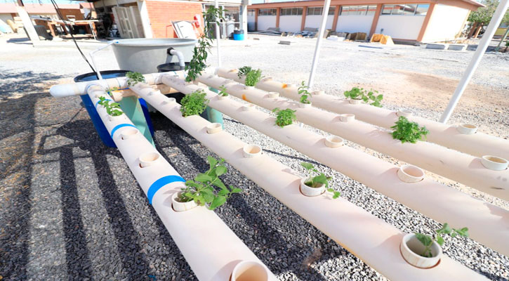 Trabaja UABCS en proyecto comunitario de acuaponía