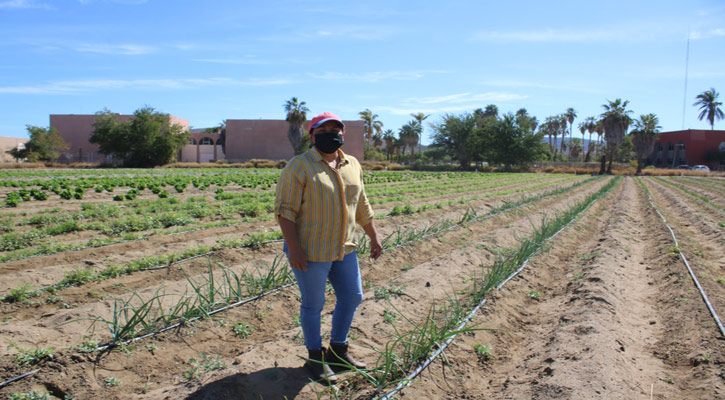 Huertos agrícolas sustentables: un modelo de agricultura ecoeficiente