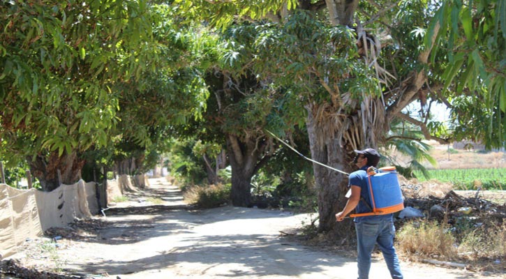 Exhorta Sepada a productores de BCS a mantener limpias sus huertas