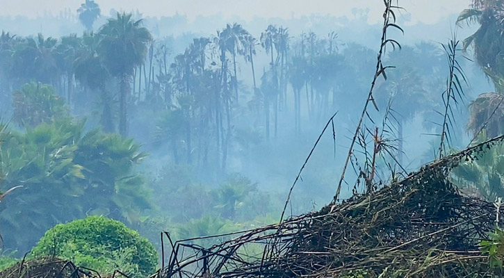 Más de 150 elementos participan en el control del incendio en Todos Santos