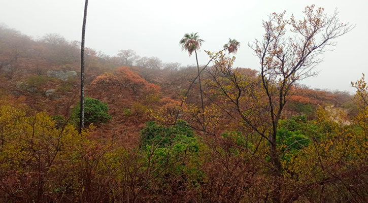 Onda tropical en el Pacífico, nueva esperanza de lluvias para BCS