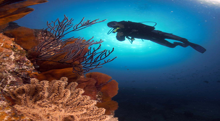 Contribuye UABCS al monitoreo ecológico de arrecifes en el Pacífico mexicano y Golfo de California 
