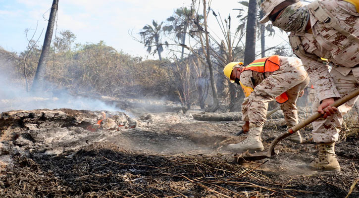 Pudo ser provocado el incendio de palmar de Todos Santos: Protección Civil