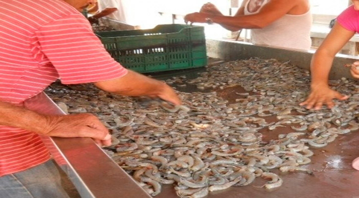 Inició temporada de camarón en el complejo bahía Magdalena-bahía Almejas