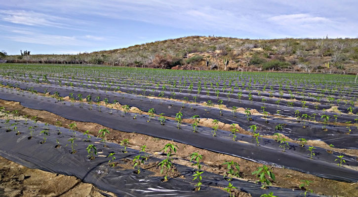 Explora Consulado de EU oportunidades de agronegocios con BCS