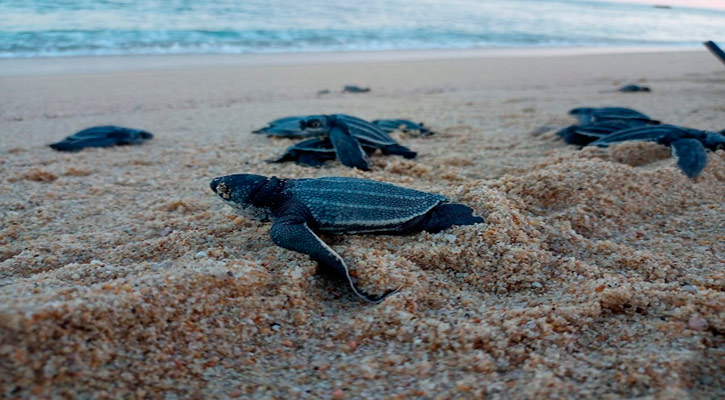 Realizarán el 2do Festival de la Tortuga Marina en Todos Santos