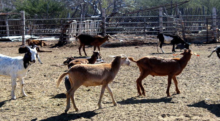 Provoca parasitosis muerte de caprinos en El Paso de Iritú