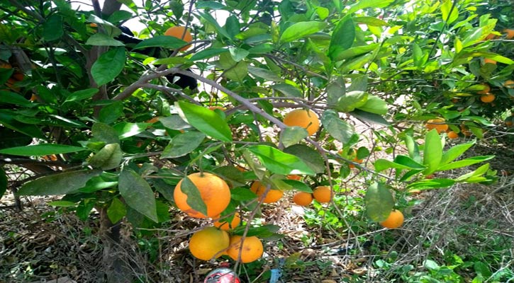 Aumentó en BCS la producción de naranja en 8 toneladas