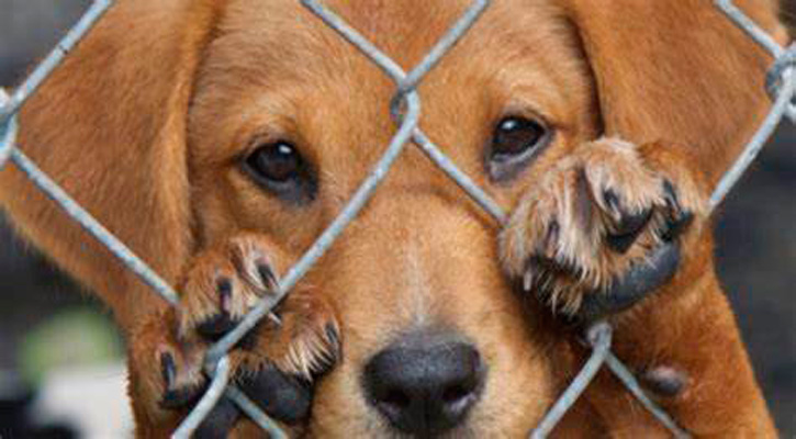 Atenderá la Policía de La Paz denuncias de maltrato animal