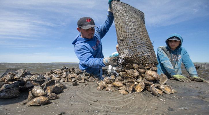 Lidera BCS en producción de ostión con 2 mil toneladas al año