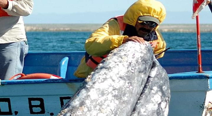 Lancheros pidieron 400 permisos para avistamiento de ballena; la capacidad de carga es de 200