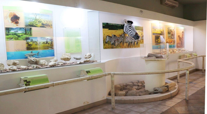 Ofrece el Museo Natural de Historia de CSL conocer el origen de la población